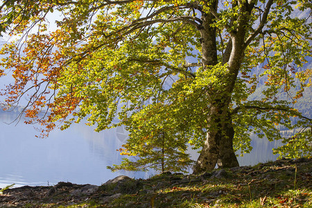 Bohinj湖边的老树图片