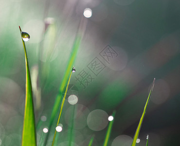 关闭有雨滴的草图片