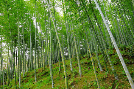 竹木丛林图片
