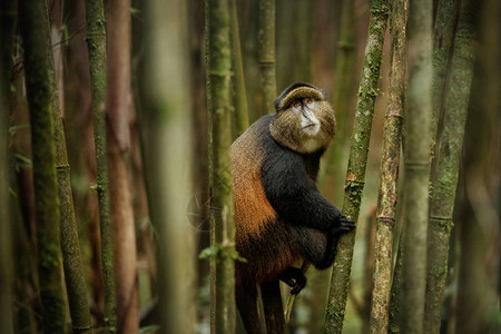 竹林中的野生金丝猴背景图片