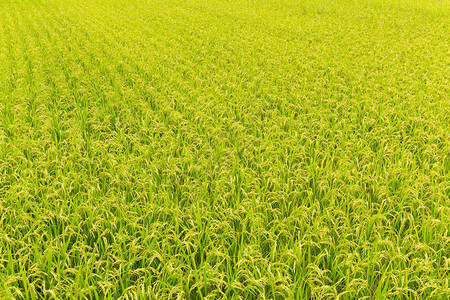 稻田草地背景图片