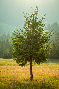 一片单松树在森林和山底的一棵薄雾高清图片