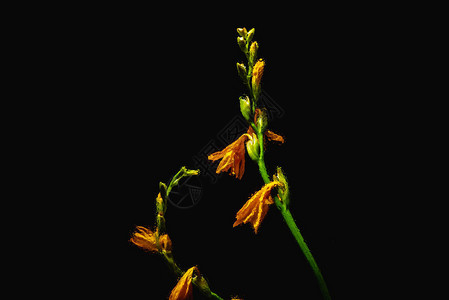 绿茎上美丽的橙丽花朵和花蕾在黑图片