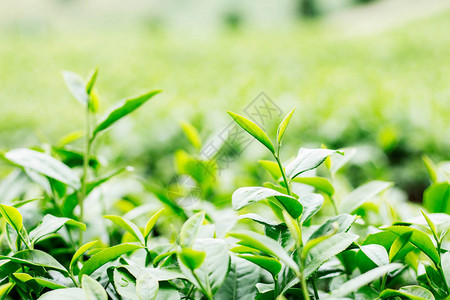 绿茶与新鲜的种植园图片