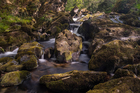爱尔兰格莱纳里夫森林保护区图片