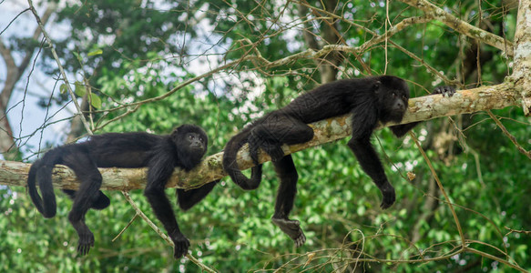 坐在雨林中一棵树上的猴子Tika图片