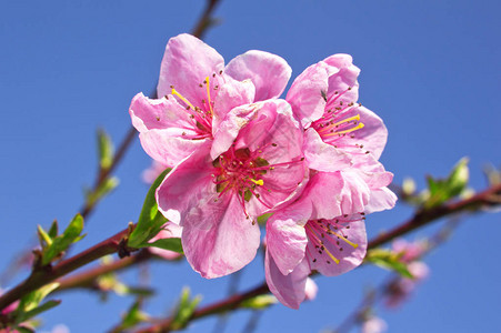 在春天果园的桃花图片