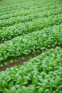 日本绿色菠菜田图片