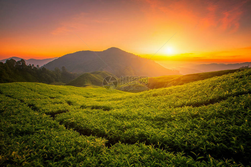 卡梅隆高地的茶叶农场在山丘上清晨日图片