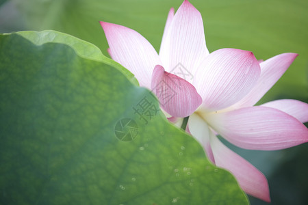 莲花和莲花植物图片