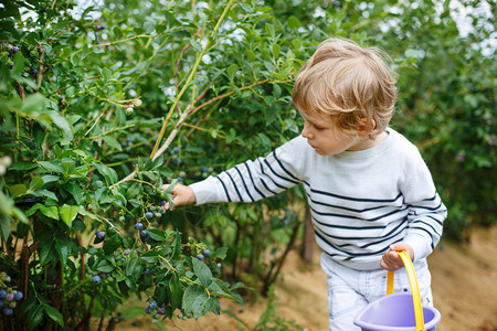 在德国有机自摘农场采蓝莓的小男图片