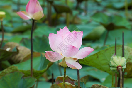 盛开的莲花Nelumbonucifera图片