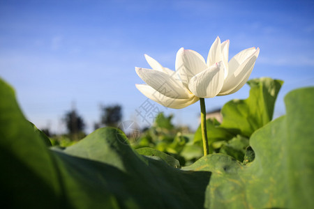 莲花和莲花植物图片