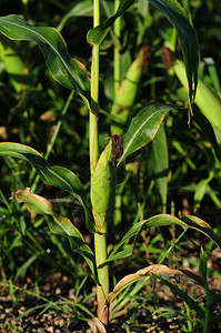 农村景观中农场的玉米秆图片