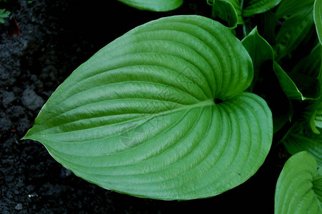 园林植物玉簪绿叶图片