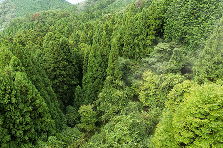 绿色森林的顶视图图片