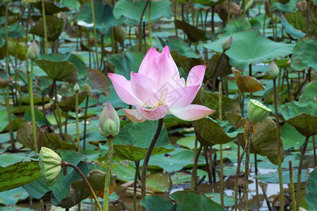 盛开的莲花Nelumbonucifera图片