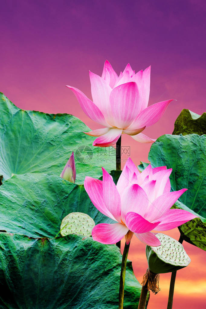 莲花植物中美丽的粉红色莲花图片