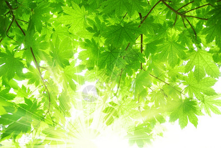 太阳光束和绿叶图片