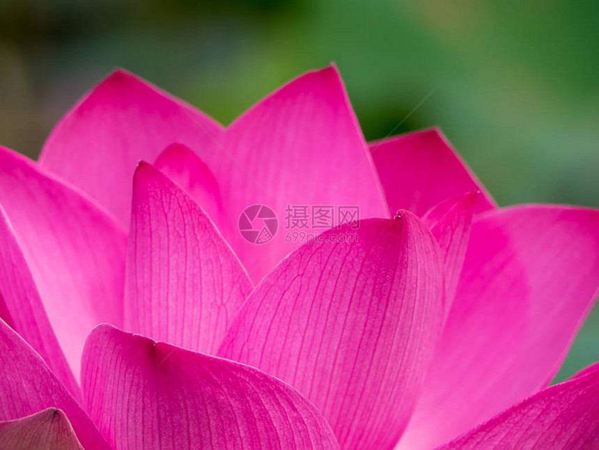 紧贴粉红莲花Nelumbonuc图片