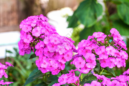 夏季近距离观察粉红色的福禄考花图片