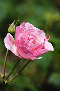 在自然绿色背景的一朵玫瑰花背景图片