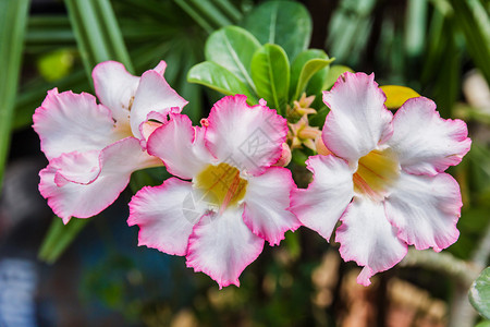 美丽的粉红色zalea花朵热带鲜花园图片