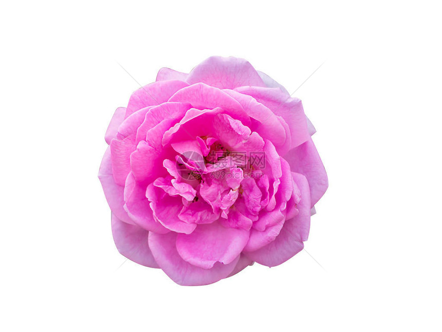 粉红达马斯克玫瑰花与剪切路径隔绝在风衣背景上RosaDama图片