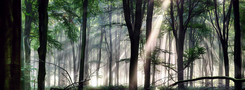 有薄雾的早晨阳光的深森林风景图片