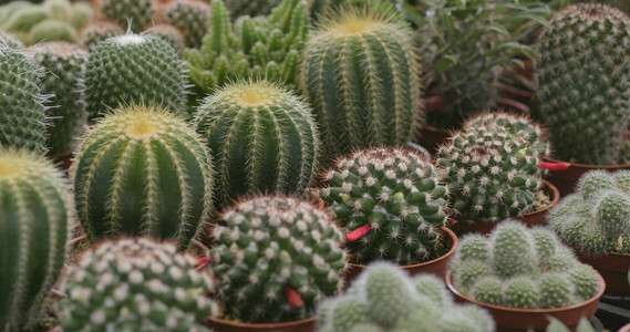 花盆里的绿色多汁植物图片