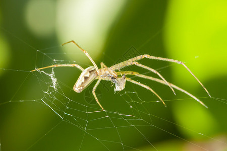 网中的大蜘蛛正在吃他的猎物图片
