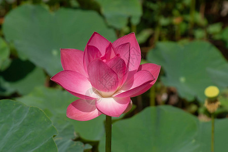 粉红莲花开Nelumbonuc图片