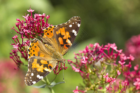 一只长着翅膀的美国彩绘女士蝴蝶栖息在一朵花上图片