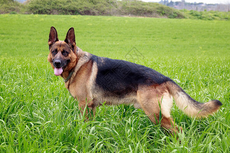 德国牧羊犬的肖像在草丛中侧面视图图片