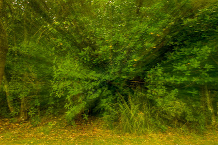 绿色童话森林背景图片图片