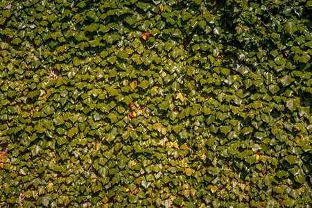 全帧绿色常春藤树叶背景图片