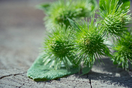 青花牛蒡和老木桩草药原料图片