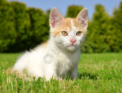 猫在草地上图片