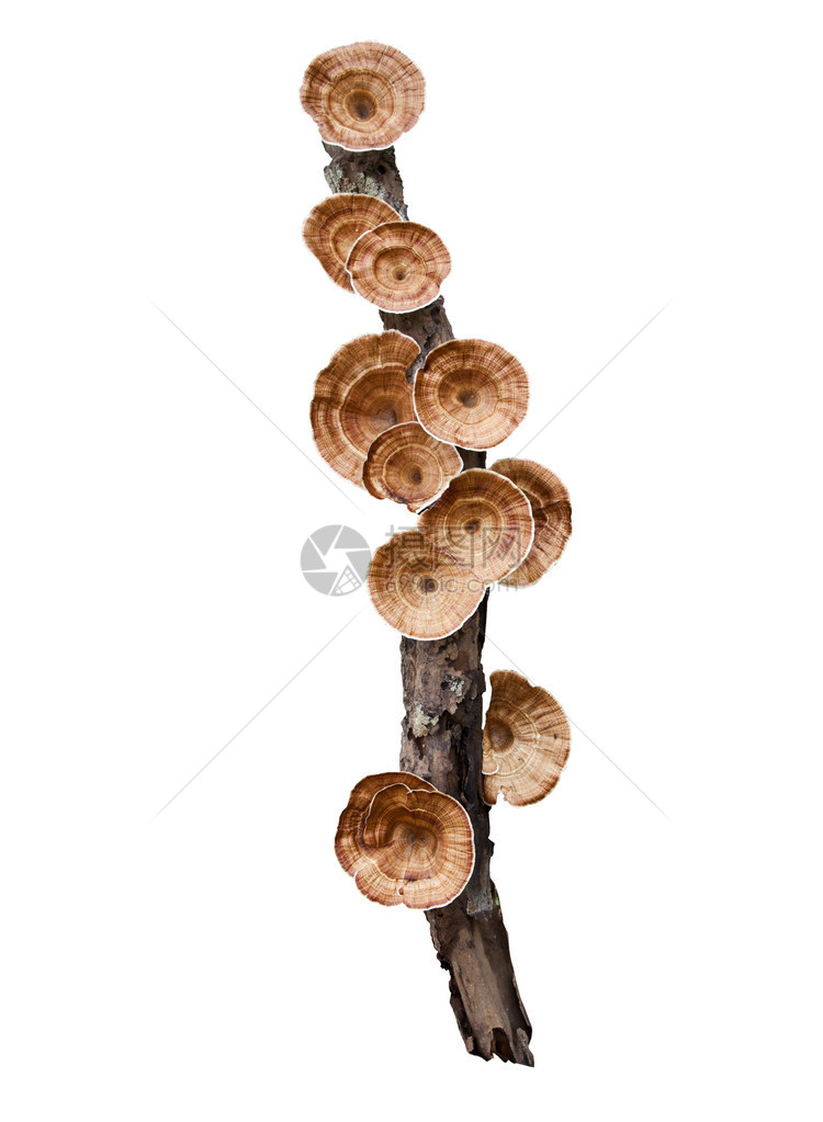 将蘑菇挂在干树枝上孤图片