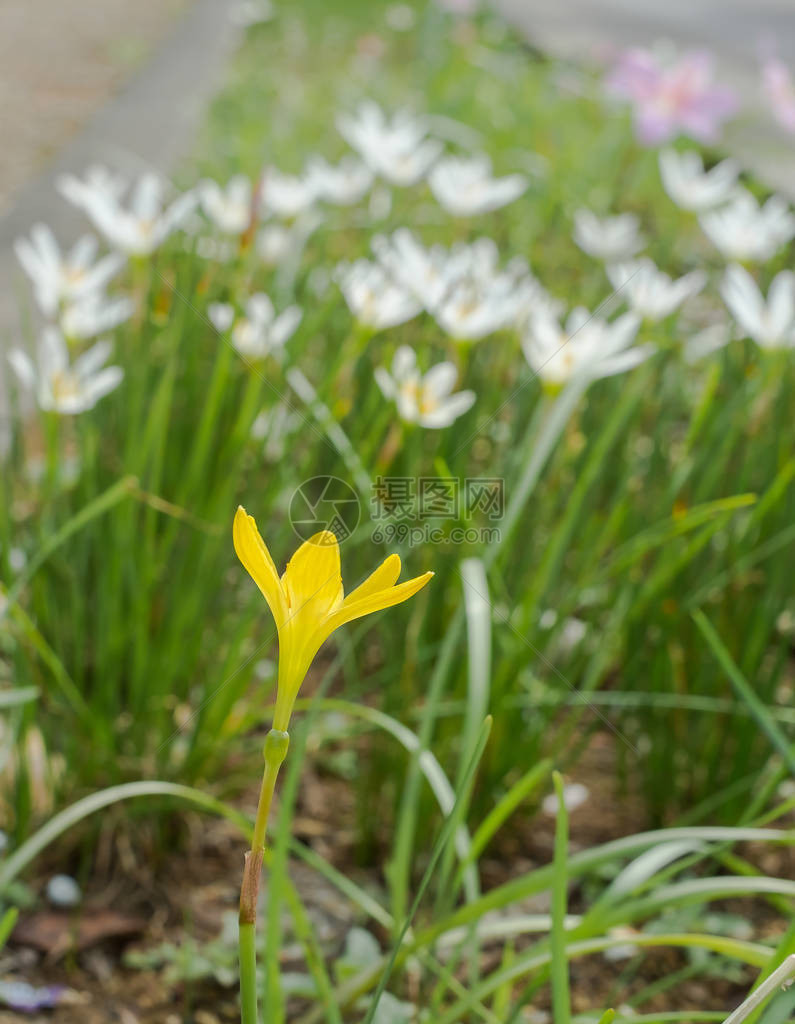 黄色百合花冲绳盛开的花朵图片