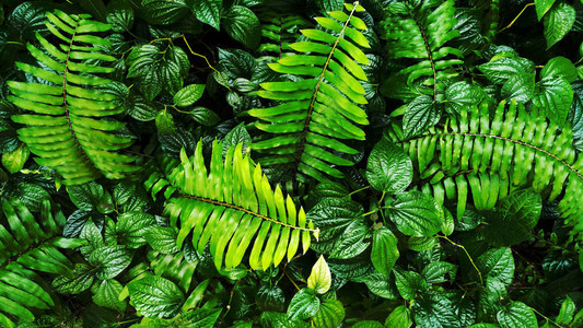 热带绿叶森林背景图片