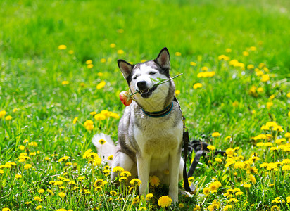 狗和黄色的春花狗西伯利亚草地在草图片