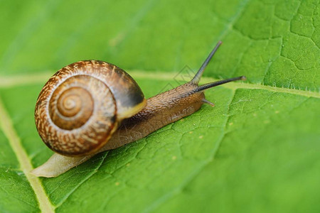 绿叶上美丽的棕色蜗牛图片