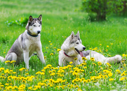 两只狗在一片绿色的草地上玩耍草地上长着黄色的蒲公英狗西伯图片