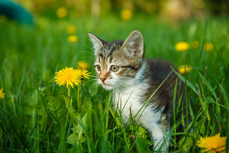 春天夏坐在绿草丛中的黑白小猫和黄色蒲公英图片