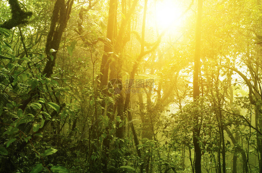 有阳光的天然热带绿色森林图片