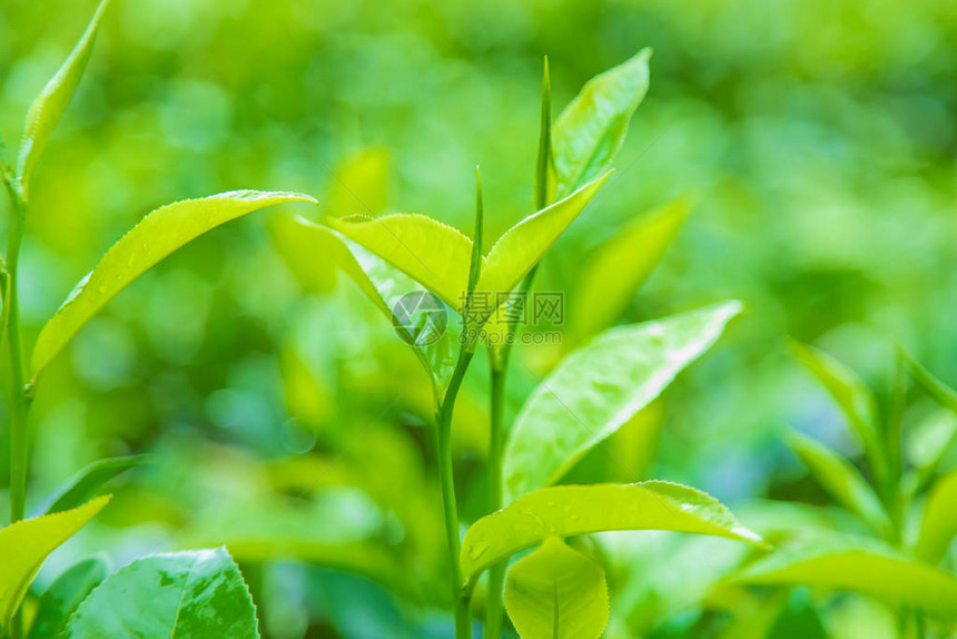 在斯里兰卡茶叶种植园种植茶叶有选择图片