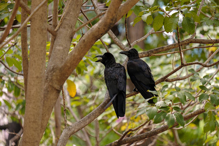 吐温黑色乌鸦栖息在树枝上图片