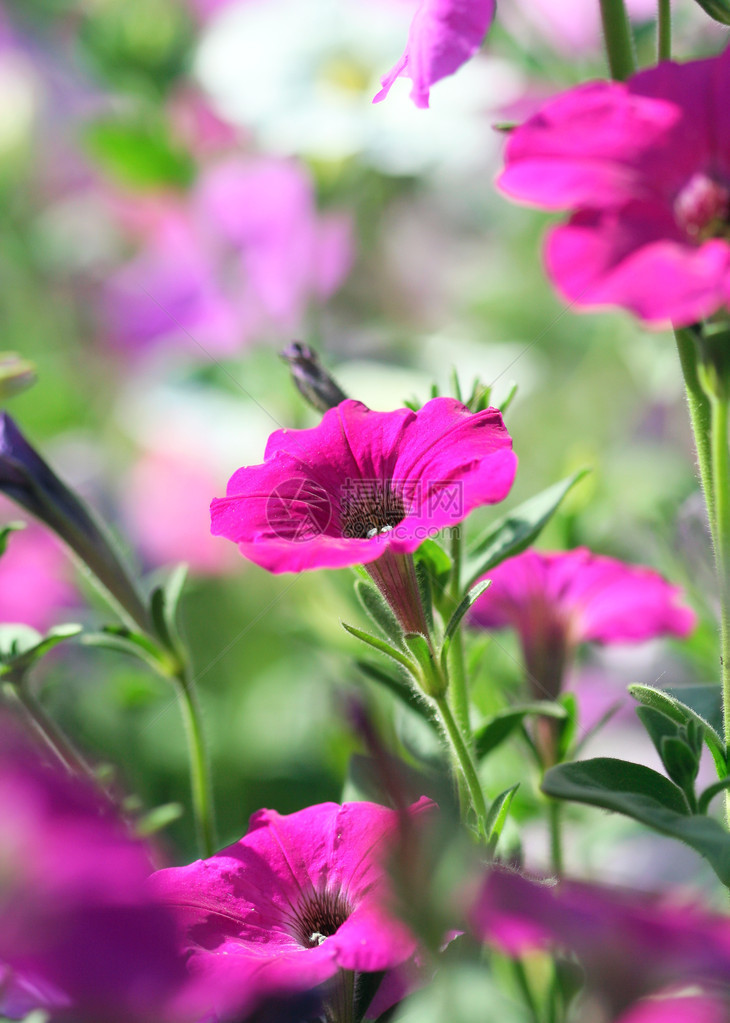 矮牵牛花特写图片