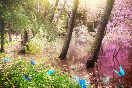 日出时有蝴蝶的魔法森林图片